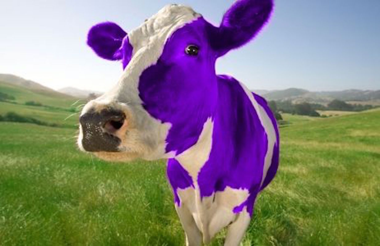 La vaca 🐮 púrpura 😲